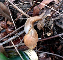 Euglandina rosea (Frussac, 1821) Rosy Wolfsnail In Situ