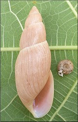 Euglandina rosea (Frussac, 1821) Predation On  Daecalochila auriculata (Say, 1818)