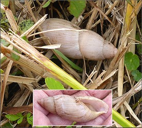 Euglandina rosea (Frussac, 1821) Rosy Wolfsnail In Situ