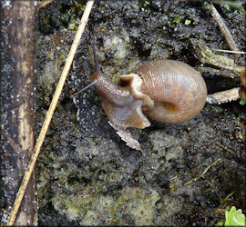 Daedalochila auriculata From Old St. Augustine Road In Situ