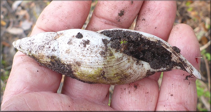 Euglandina rosea (Frussac, 1821) Rosy Wolfsnail - Very Large Specimen