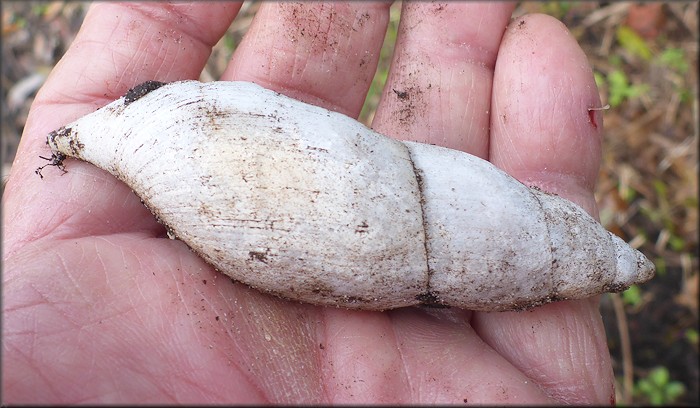 Euglandina rosea (Frussac, 1821) Rosy Wolfsnail - Very Large Specimen