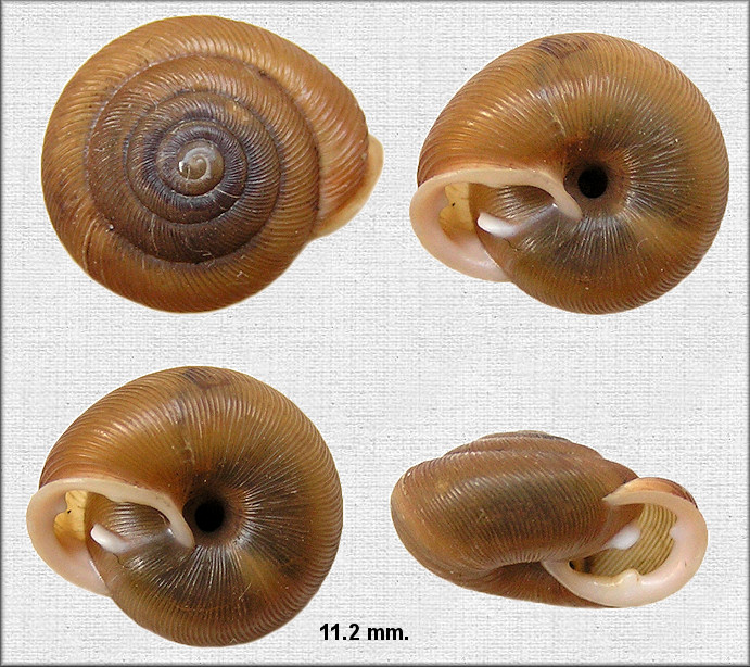 Triodopsis hopetonensis (Shuttleworth, 1852) 