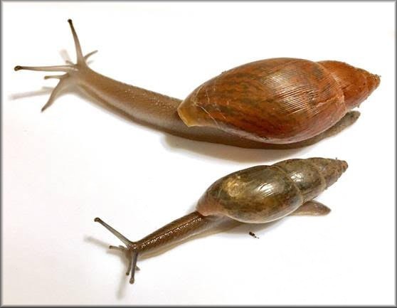 Euglandina rosea (Frussac, 1821) and Euglandina singleyana (Binney, 1892)