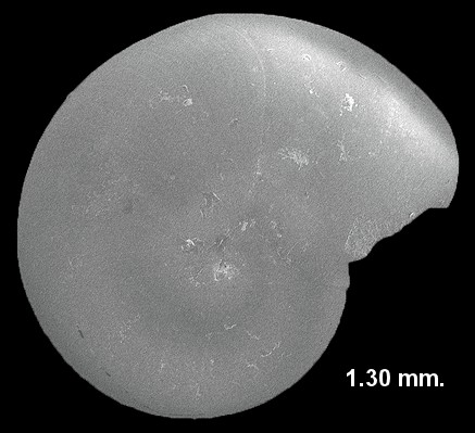 Teinostoma biscaynense Pilsbry and McGinty, 1945 Biscayne Vitrinella