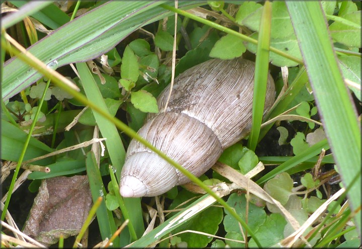 Euglandina rosea (Frussac, 1821) Damaged Shell