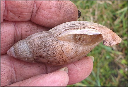 Euglandina rosea (Frussac, 1821) Damaged Shell