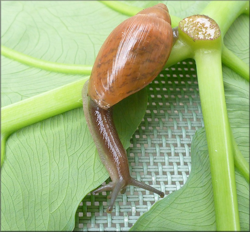 Euglandina rosea (Frussac, 1821) Juvenile