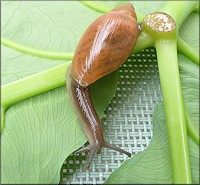 Euglandina rosea (Frussac, 1821) Juvenile