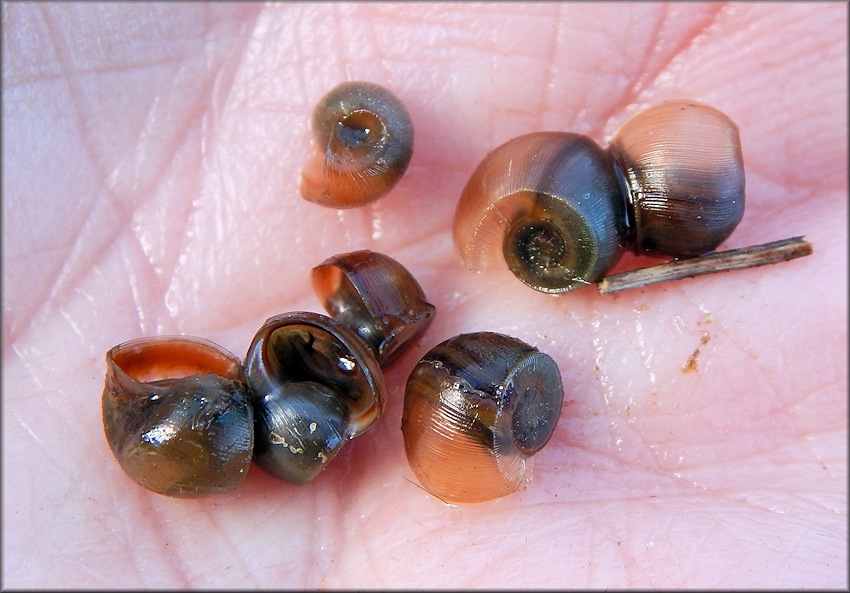 Planorbella duryi (Wetherby, 1879) Seminole Rams-horn Juveniles