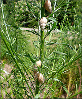 Bulimulus sporadicus (d’Orbigny, 1835) In Situ