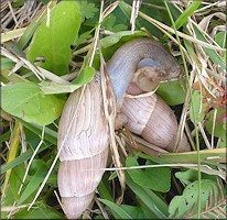 Euglandina rosea (Frussac, 1821) Mating