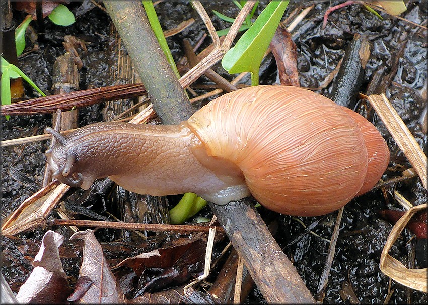 Euglandina rosea (Férussac, 1821) Rosy Wolfsnail In Situ