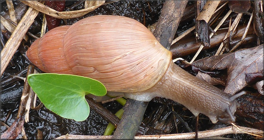 Euglandina rosea (Férussac, 1821) Rosy Wolfsnail In Situ