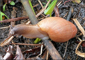 Euglandina rosea (Frussac, 1821) Rosy Wolfsnail In Situ