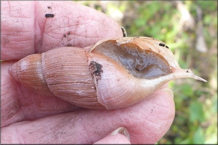 Euglandina rosea (Frussac, 1821) Damaged Shell