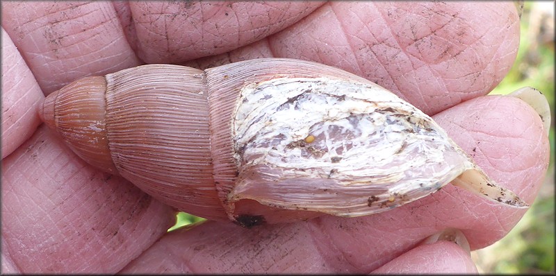 Euglandina rosea (Frussac, 1821) Damaged Shell