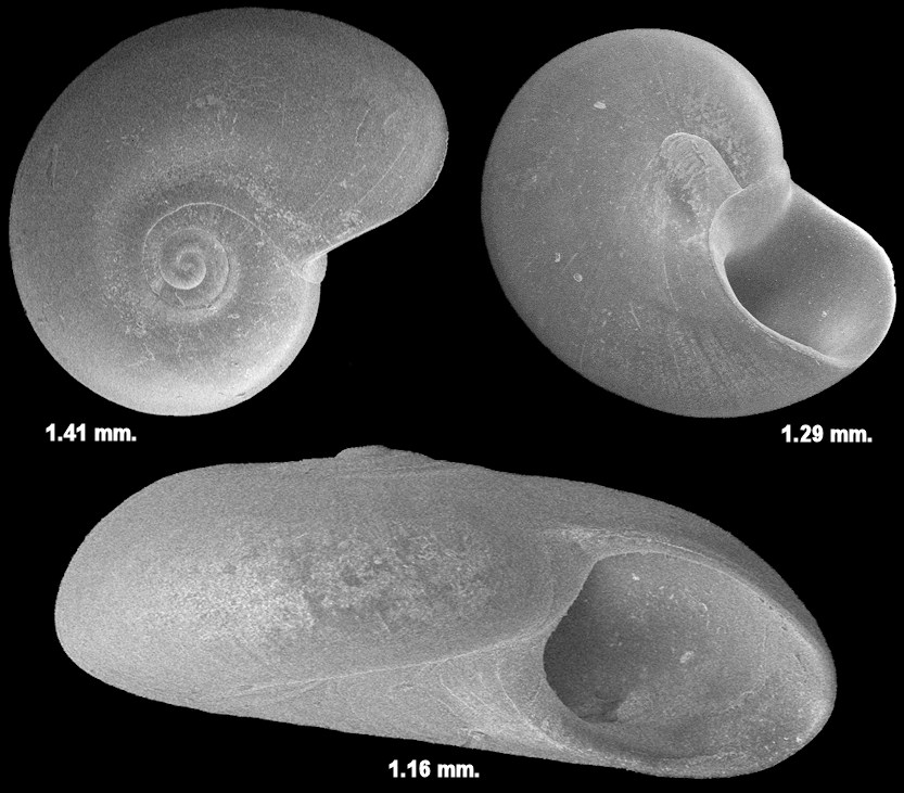 Teinostoma minusculum (Bush, 1897) Tiny Vitrinella