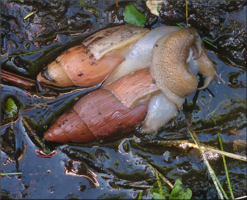 Euglandina rosea (Frussac, 1821) Mating In Water