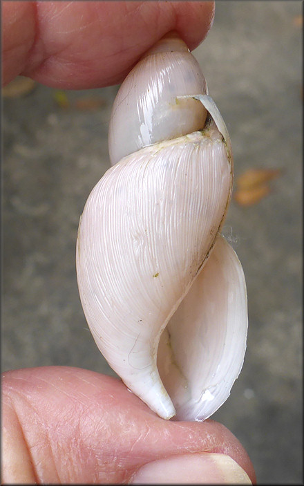 Euglandina rosea (Frussac, 1821) Damaged Shell