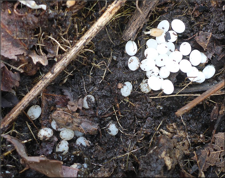 Euglandina rosea (Frussac, 1821) Depositing Eggs In The Field