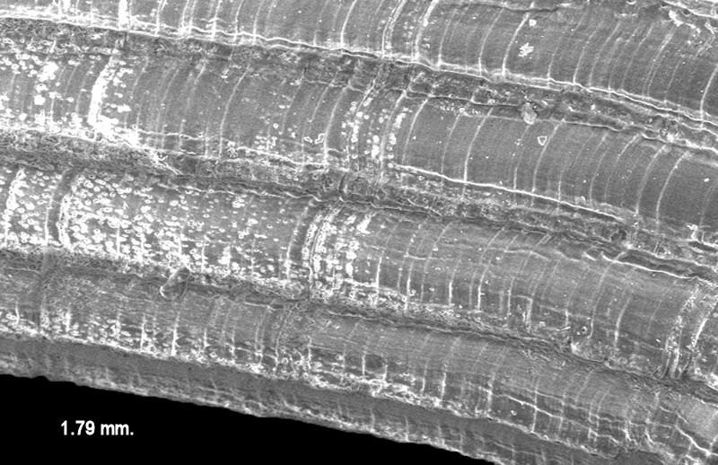 Caecum tortile Dall, 1892 Twisted Caecum