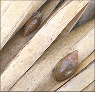 Euglandina rosea (Frussac, 1821) Juveniles In Situ