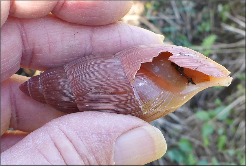 Euglandina rosea (Frussac, 1821) Damaged Shell