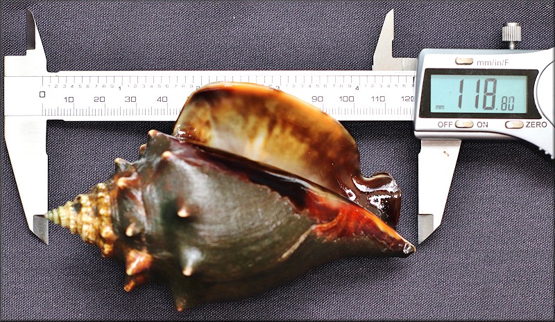 Strombus alatus Gmelin, 1791 Florida Fighting Conch World Record Size Specimen