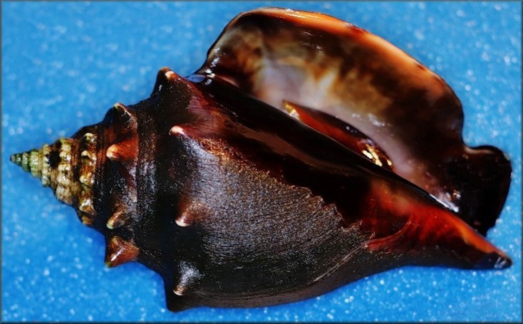 Strombus alatus Gmelin, 1791 Florida Fighting Conch World Record Size Specimen