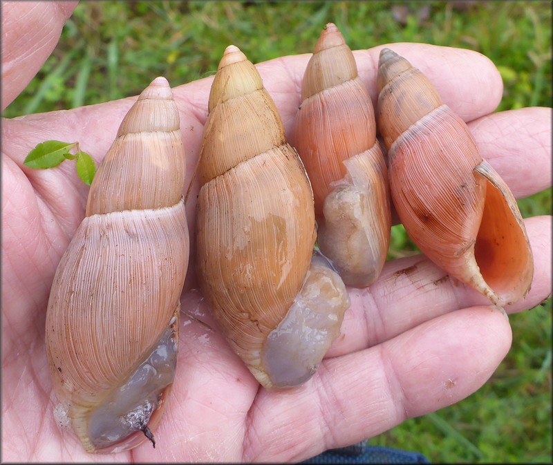 Euglandina rosea (Frussac, 1821) Rosy Wolfsnail Cannibalism