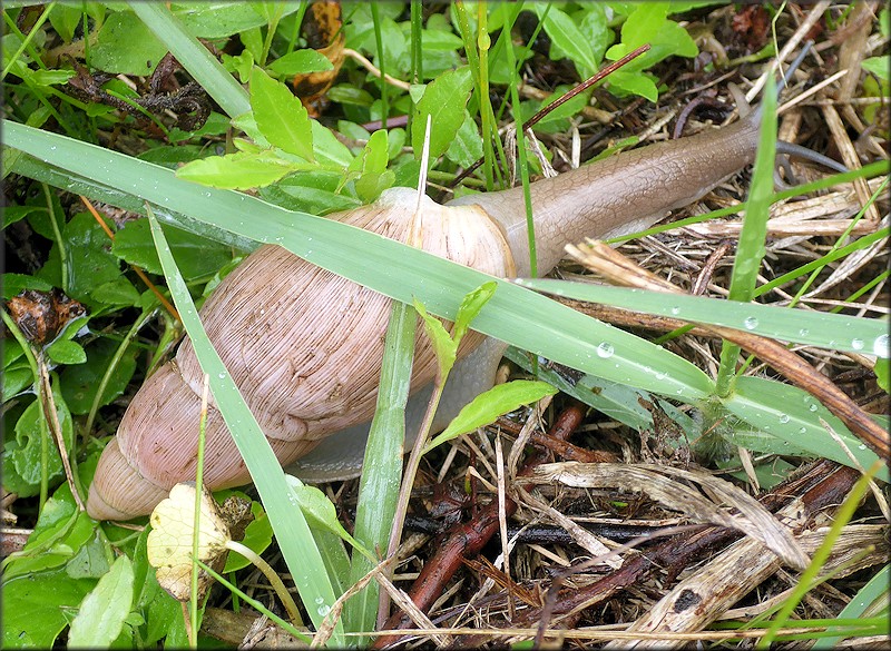 Euglandina rosea (Frussac, 1821) Rosy Wolfsnail Cannibalism