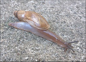 Euglandina rosea (Frussac, 1821) Juvenile