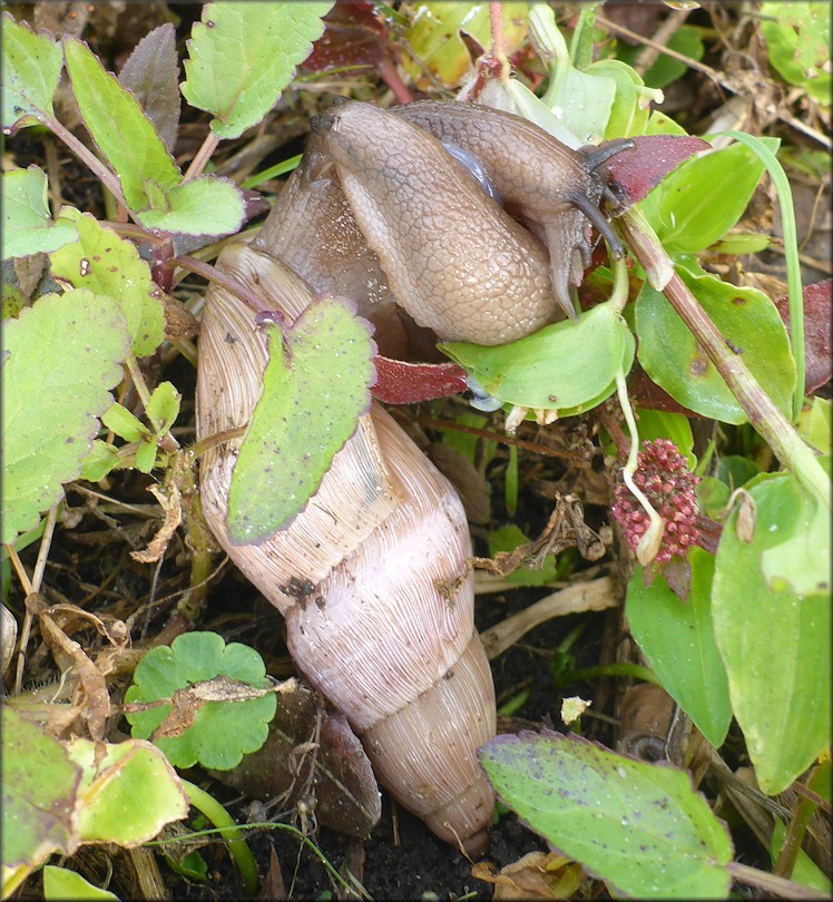 Euglandina rosea (Frussac, 1821) Mating
