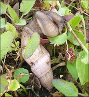 Euglandina rosea (Frussac, 1821) Mating