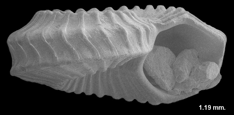 Tornus schrammii (P. Fischer, 1857)