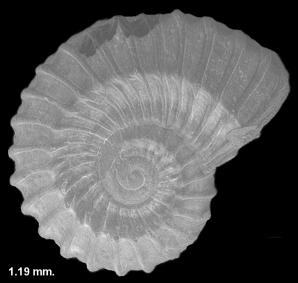 Tornus schrammii (P. Fischer, 1857)