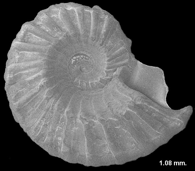 Tornus schrammii (P. Fischer, 1857)