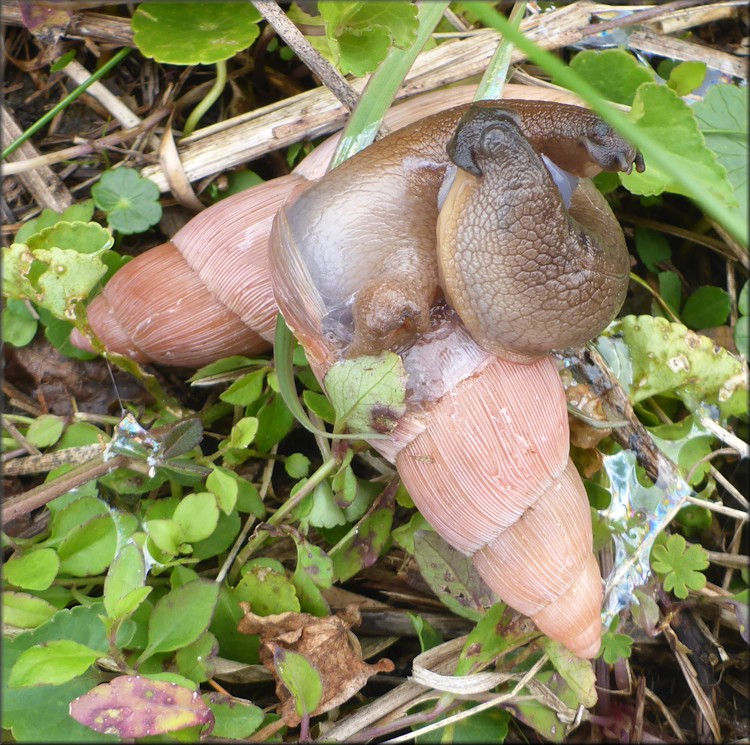 Euglandina rosea (Frussac, 1821) Mating