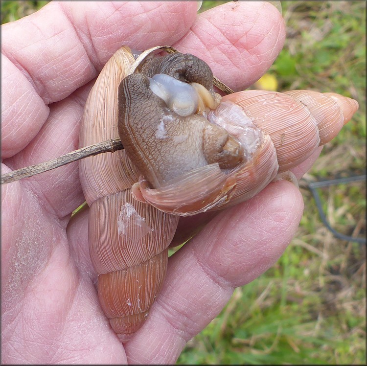 Euglandina rosea (Frussac, 1821) Mating