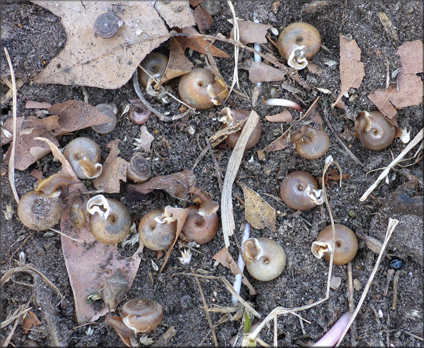 Otala punctata (M�ller, 1774) In Situ