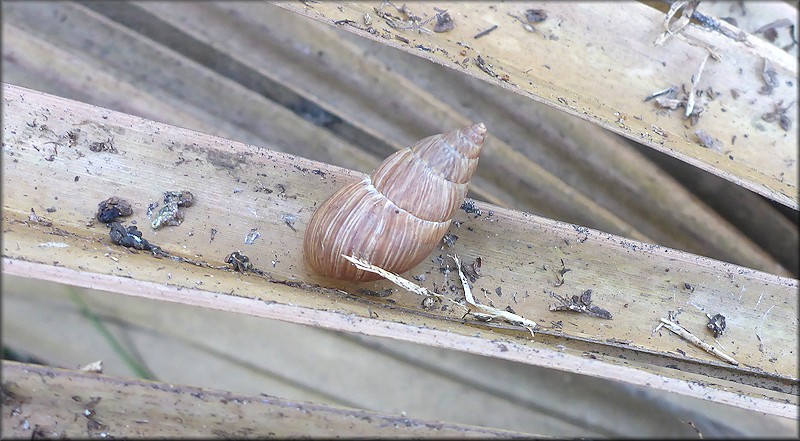 Bulimulus sporadicus On Atlantic Boulevard At The Denny's Restaurant