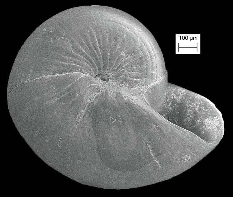 Solariorbis blakei (Rehder, 1944) Blake's Vitrinella