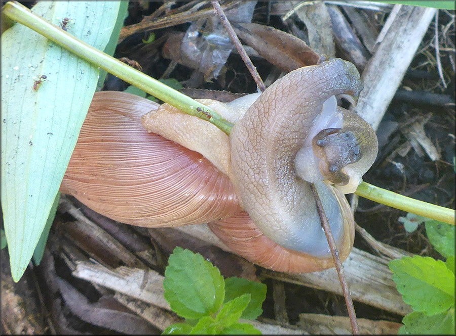 Euglandina rosea (Frussac, 1821) Mating