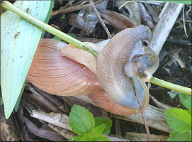 Euglandina rosea (Frussac, 1821) Mating