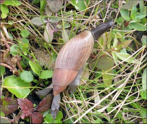 Euglandina rosea (Frussac, 1821) Rosy Wolfsnail In Situ