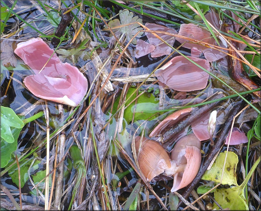 Euglandina rosea (Frussac, 1821) Predator Damage (Two Shells)