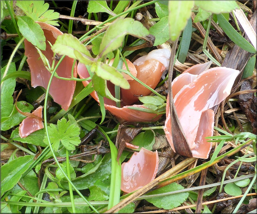 Euglandina rosea (Frussac, 1821) Predator Damage