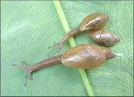 Euglandina rosea (Frussac, 1821) Juveniles