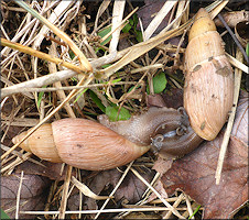 Euglandina rosea (Frussac, 1821) Mating In Situ